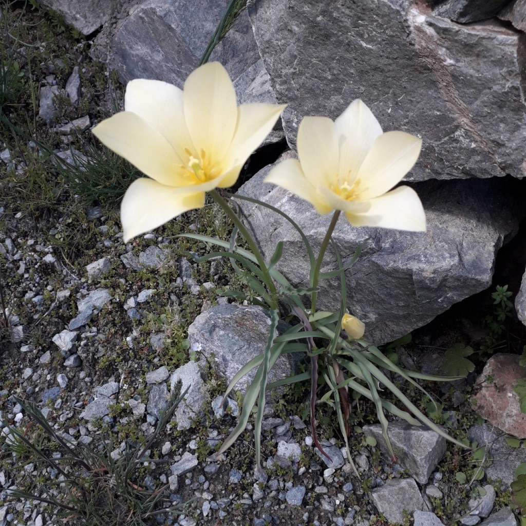 Tulipa linifolia found growing on a rocky slope in Tajikistan.